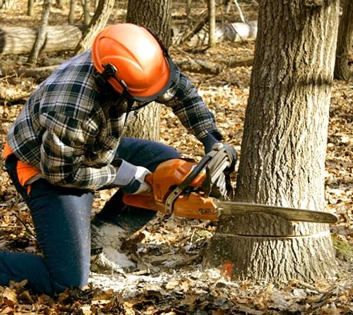 Tree Removal in Church Point, LA